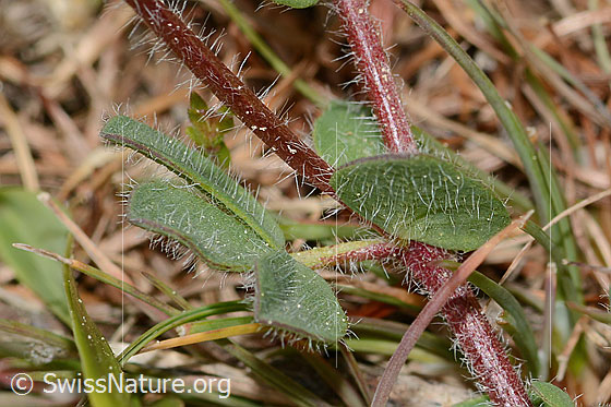 Photo: Lotus alpinus. Leaves. Leaf top and leaf underside.