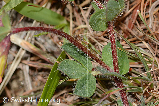 Photo: Lotus alpinus. Stem and leaves.
