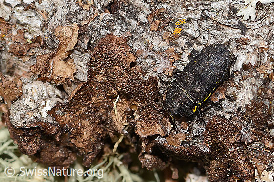Photo: Anthaxia helvetica. Length 8mm. View from above.