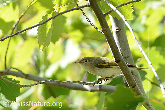 Berglaubsänger (Phylloscopus bonelli) Berglaubsänger (Phylloscopus bonelli)