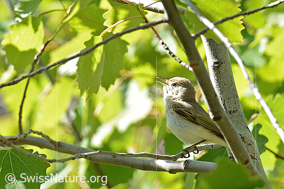 Photo: Phylloscopus bonelli. Singing. View from the side, looking up.