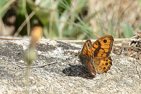 Photo: Lasiommata megera. Wings half open. View from side back.