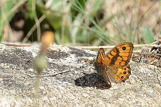 Photo: Lasiommata megera. Wings half open. View diagonally from behind.