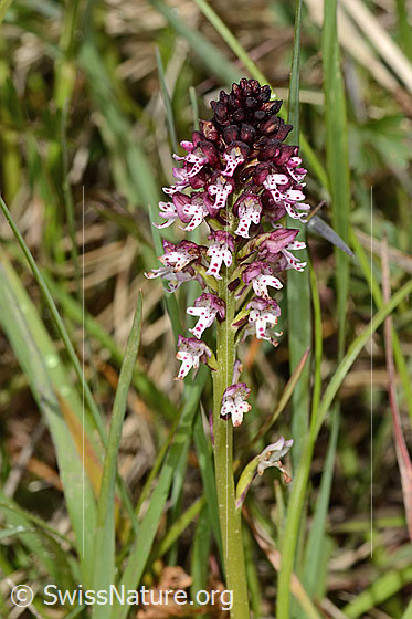 Photo: Orchis ustulata. Inflorescence and stem. Plant height = 18 cm.