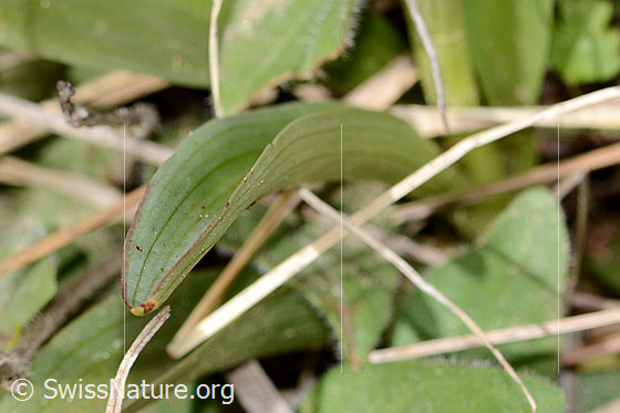 Foto: Schwärzliches Knabenkraut (Orchis ustulata). Blatt.
Lat.: Orchis ustulata
Familie: Orchidaceae (Orchideen, Knabenkräuter)
Unterfamilie: Orchidoideae
Gattung: Orchis