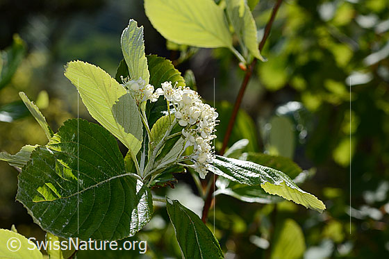Foto: Echte Mehlbeere (Sorbus aria). Blüten. Ansicht von der Seite.