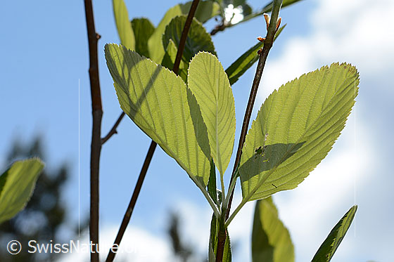 Photo: Sorbus aria. Leaves. Leaf underside. 