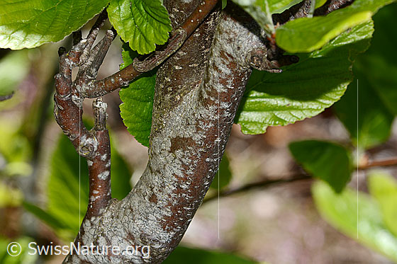 Photo: Sorbus aria. Tree trunk