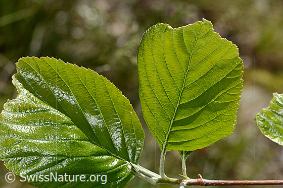 Foto: Echte Mehlbeere (Sorbus aria). Blätter. Blattoberseite.