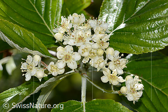 Echte Mehlbeere (Sorbus aria) Echte Mehlbeere (Sorbus aria)