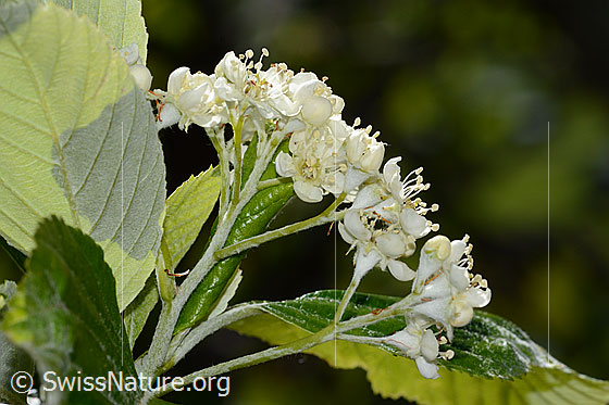 Photo: Sorbus aria. Blossoms. View from the side.
