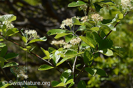 Foto: Echte Mehlbeere (Sorbus aria). Blüten, Blätter und Ästchen.