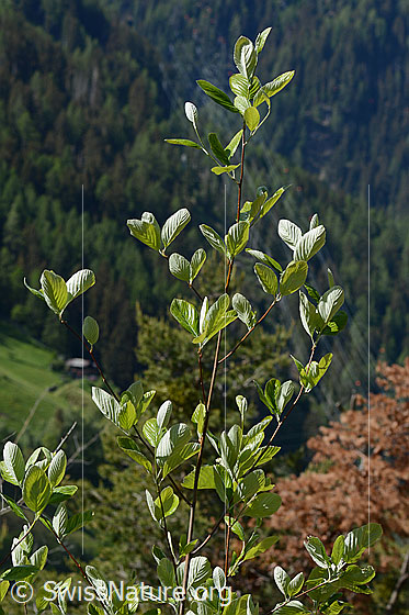 Photo: Sorbus aria. Ast and leaves.