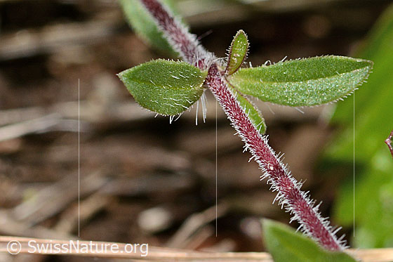 Photo: Saponaria ocymoides. Stem and stem leaves.