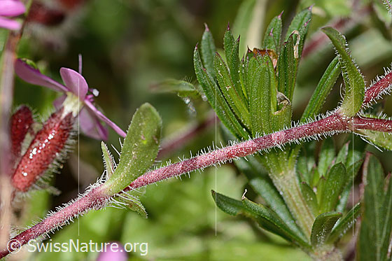 Photo: Saponaria ocymoides. Leaves and stem.