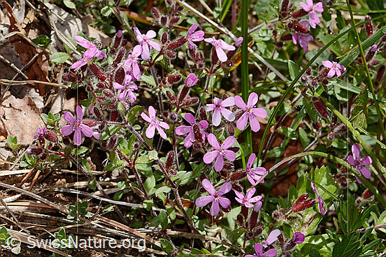 Photo: Saponaria ocymoides. Whole plant (habit).