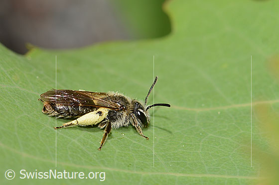 Glanzlose Zwergsandbiene (Andrena subopaca) Glanzlose Zwergsandbiene (Andrena subopaca)