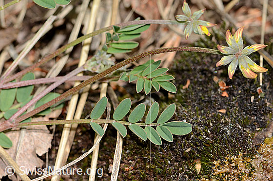 Photo: Hippocrepis comosa. Whole plant (habit). Die blossoms sind noch nicht geöffnet.