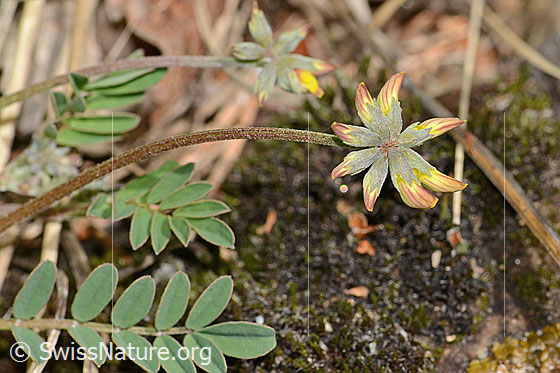 Foto: Schopfiger Hufeisenklee (Hippocrepis comosa). Blüten, Stängel und Blätter. Die Blüten sind noch geschlossen.