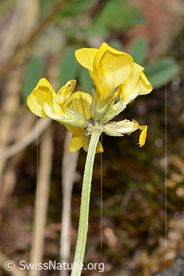 Photo: Hippocrepis comosa. Blossoms and stem. View from the side.