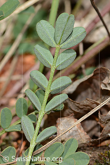 Photo: Hippocrepis comosa. Leaf underside.