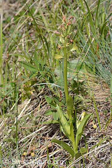 Photo: Dactylorhiza sambucina. Whole plant (habit). Height = 25cm. The flowers have faded. The seed pods are visible.