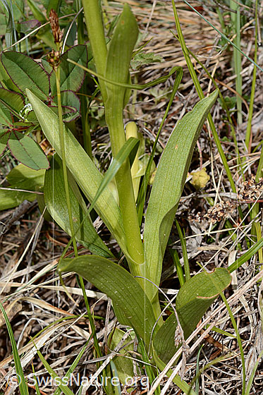 Photo: Dactylorhiza sambucina. Stem and leaves.