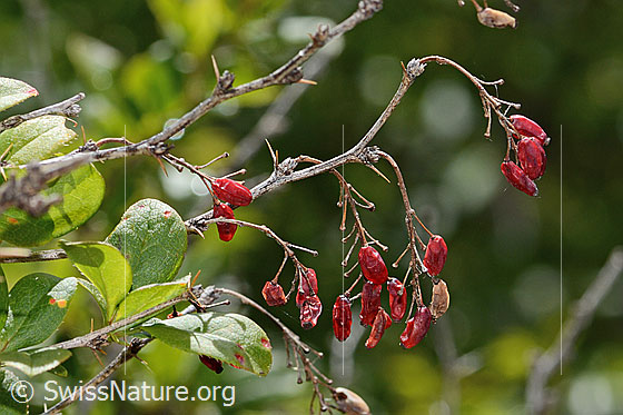 Photo: Berberis vulgaris. Last year