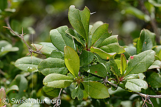 Photo: Berberis vulgaris. Leaves.