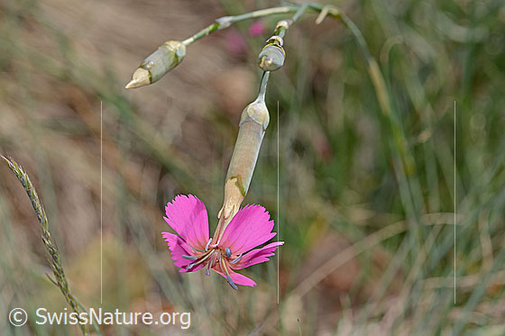 Photo: Dianthus sylvestris. Blossom, calyx and stem. View from the side.