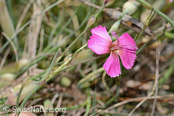 Photo: Dianthus sylvestris. Blossom. View from the side above.