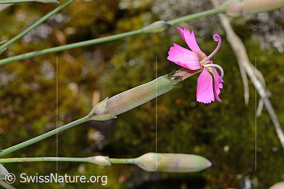 Foto: Stein-Nelke (Dianthus sylvestris). Blüte und Kelch. Ansicht von der Seite.