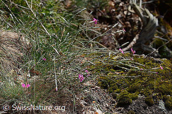 Photo: Dianthus sylvestris. Whole plant (habit).