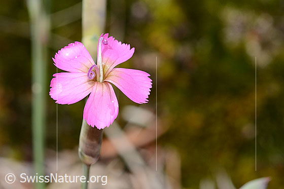 Photo: Dianthus sylvestris. Blossom. View from diagonally above.