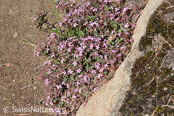 Photo: Saponaria ocymoides. Plant bed.