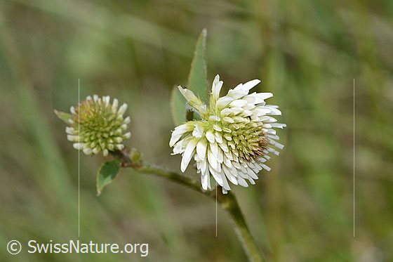 Photo: Trifolium montanum. Blossoms.