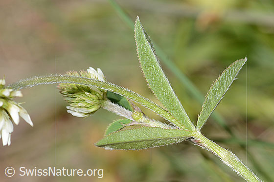 Photo: Trifolium montanum. Stem and leaves. Leaf underside.
