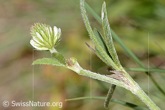 Foto: Berg-Klee (Trifolium montanum). Blüte, Stängelblätter und Stängel.
