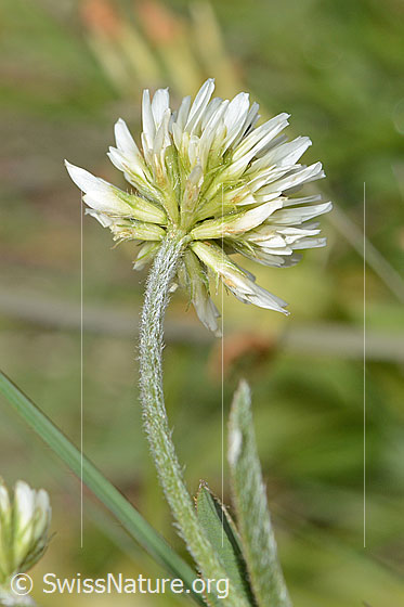 Photo: Trifolium montanum. Stem and blossom. View from diagonally below.