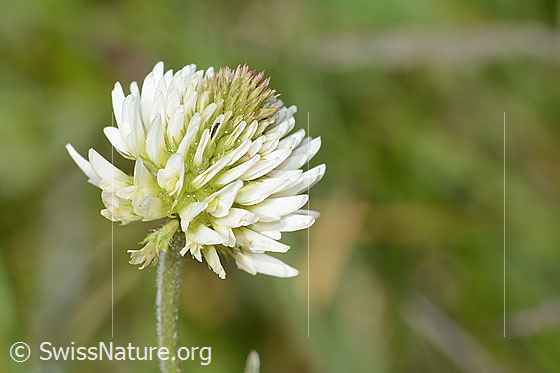 Foto: Berg-Klee (Trifolium montanum). Blüte. Ansicht von der Seite.