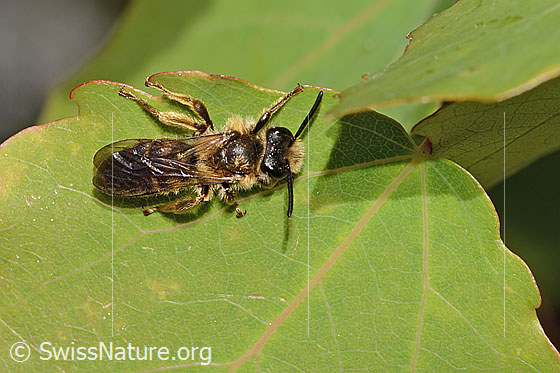 Foto: Wahrscheinlich Dichtpunktierte Körbchensandbiene (Andrena combinata). Länge 11mm. Weibchen. Ansicht von oben.