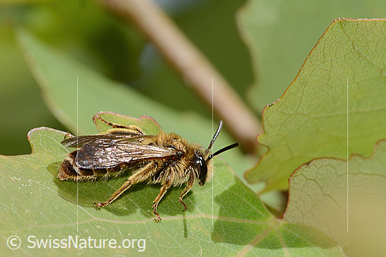 Foto: Wahrscheinlich Dichtpunktierte Körbchensandbiene (Andrena combinata). Länge 11mm. Weibchen. Ansicht von seitlich oben.