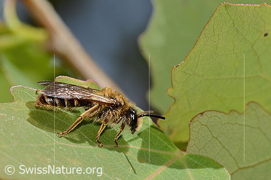 Foto: Wahrscheinlich Dichtpunktierte Körbchensandbiene (Andrena combinata). Länge 11mm. Weibchen. Ansicht von der Seite.
