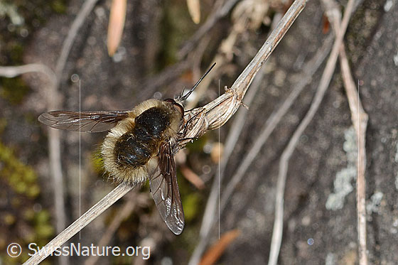 Photo: Bombylius major. Wings in the resting position. View from diagonally above.