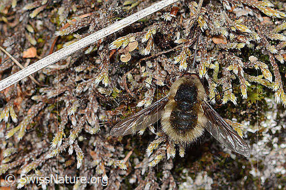 Photo: Bombylius major. Flügel in Ruhesetllung. View from above.