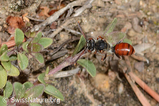 Photo: Nomada integra. Length 8mm. Female. View from above. Bee during flight.