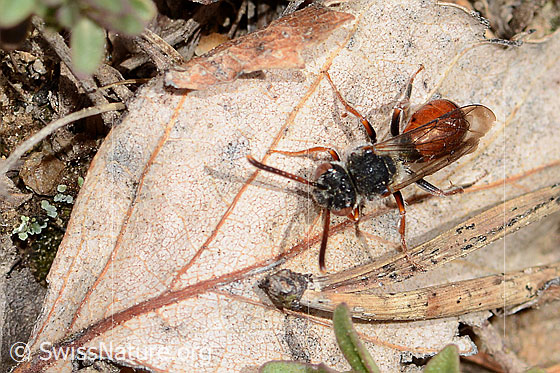 Photo: Nomada integra. Length 8mm. Female. View from above.