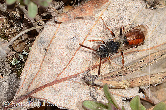 Photo: Nomada integra. Length 8mm. Female. View from above.