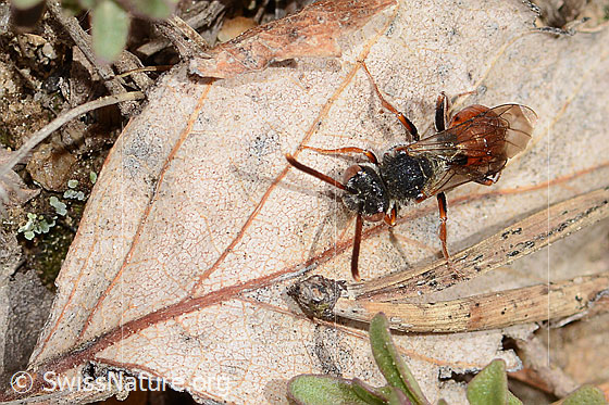Foto: Habichtskraut-Wespenbiene (Nomada integra). Länge 8mm. Weibchen. Ansicht von oben.