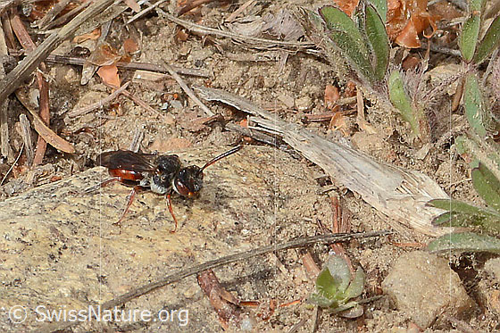 Photo: Nomada integra. Length 8mm. Female. View from side front.
